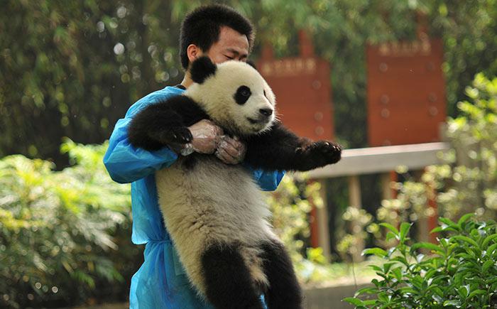 большая панда китай