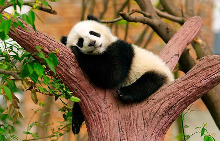 панда на дереве