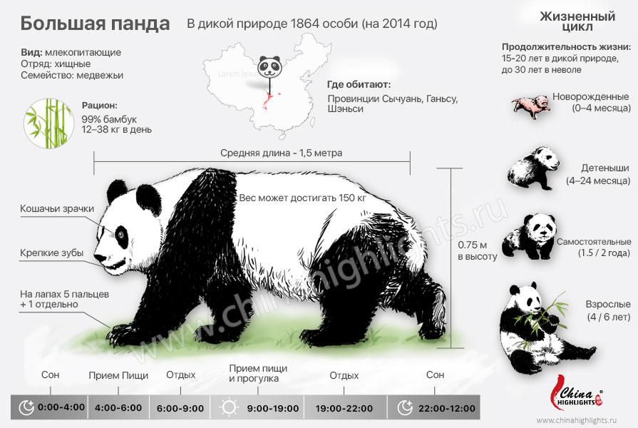 Большая панда картинка