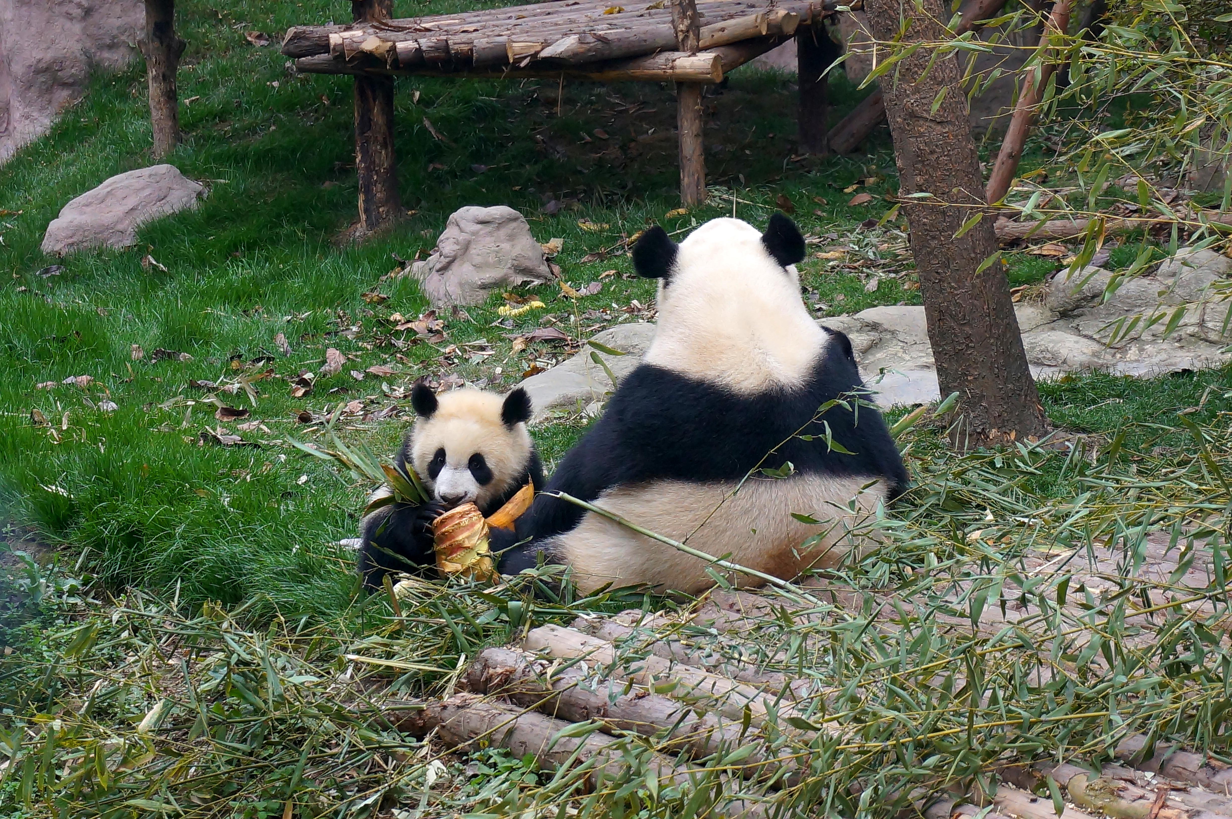 Поставь панда 4. Панда брачный период. Чэнду панды. Панда Будда. Музей панд в Чэнду.