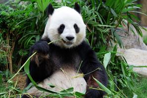 панда ест бамбук