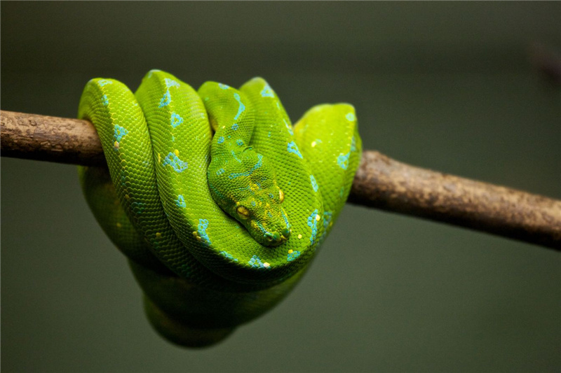 К чему снится зелёная змея?