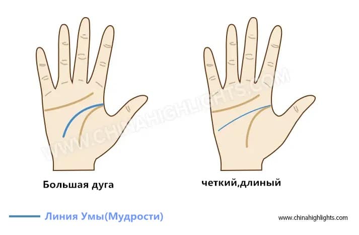 линия умы/линия мудрости